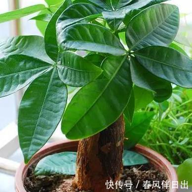 『轻松』家养发财树总是长不好?学会这三个小技巧,轻松蹭蹭长不停
