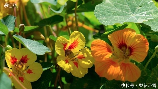  [泡茶]花朵好看叶子能吃，既能做沙拉又能泡茶，清热解毒能治肺炎
