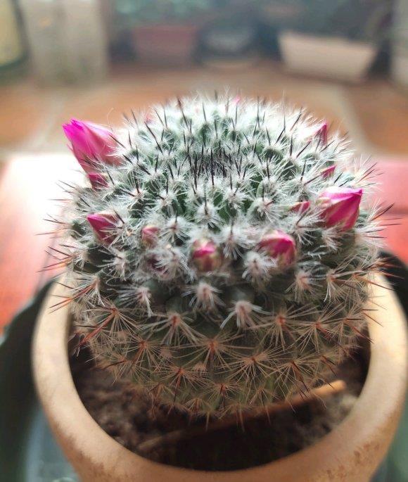 【品种】仙人球养好了，照样能开花，这5个品种，轻而易举养开花