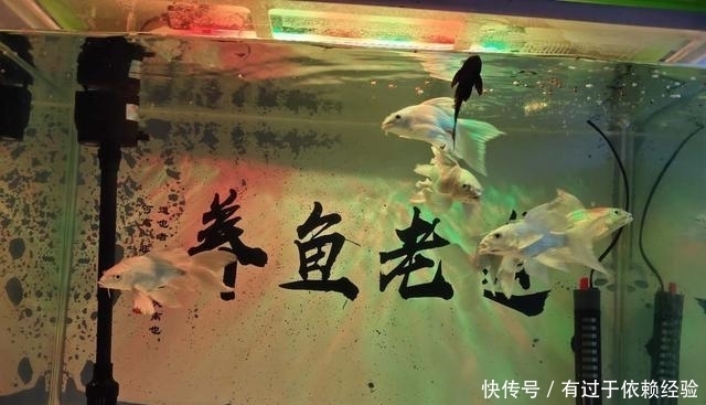 滤材也不如|养鱼不用下药可治疗鱼病的方法很多,为什么新鱼友不愿意去用?