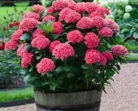  「省钱」这“3种”植物，剪根枝条“插”土里，15天就生根，省钱又省心！
