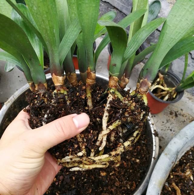  [花钱]养君子兰用个窍门，不花钱也能种出十盆绿油油、开花多的君子兰