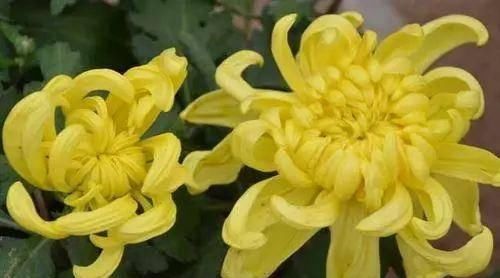  「植株开花之后」这几种花最受老人的欢迎，快给家里老人养一盆吧