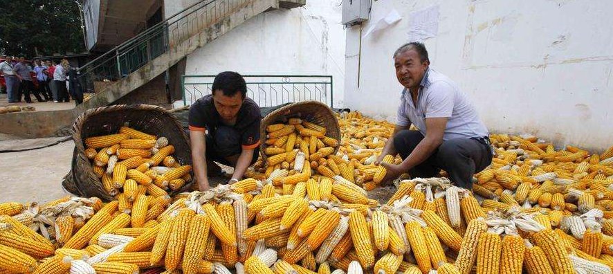  玉米■农村遇小贩收粮食，“应该注意”的一点农民要记清