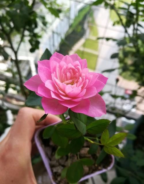  『含苞待放』喜欢玫瑰，不如养盆“珍品菊花”绿萍，似羞涩少女，含苞待放！