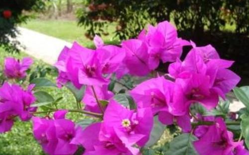  『蟹爪兰』'爱吃醋'的3种花卉，投其所好，枝叶茂盛，花朵娇艳漂亮
