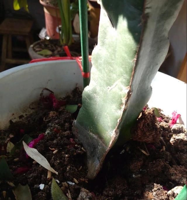  「烂根」天热了，8种花不能乱浇水，小心浇完就死