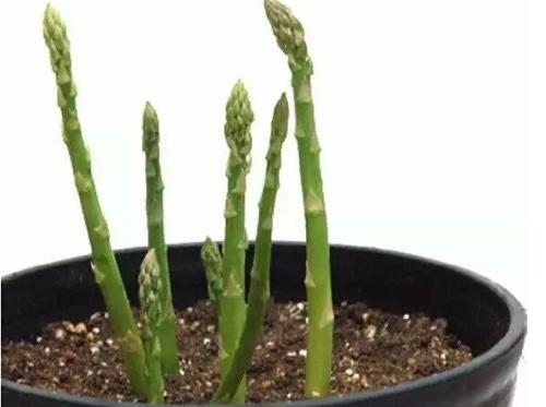  「芦笋」阳台适合种什么菜？2种菜，简单好养，种一次吃多次，月月有收获