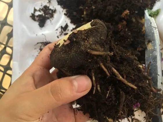  「烂根」天热了，8种花不能乱浇水，小心浇完就死