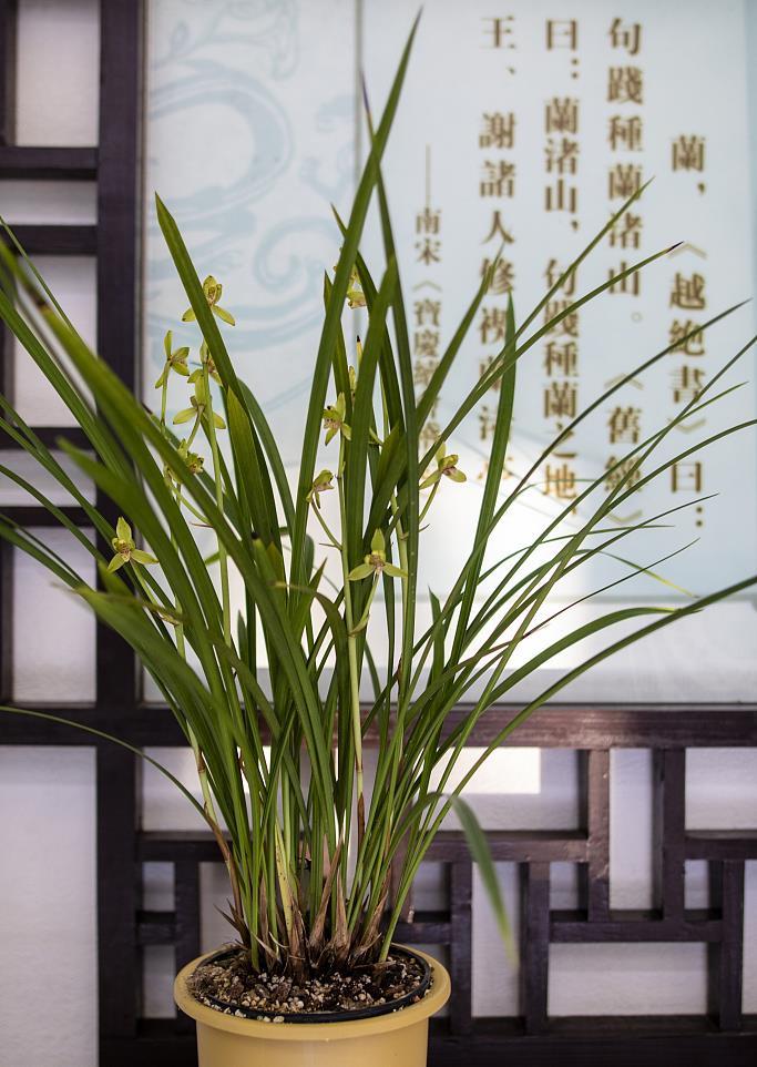  「养殖兰花」兰花施肥有妙招，用点“它”，不仅叶片翠绿，花朵也可爆盆