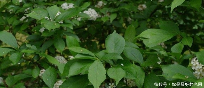  『毛叶石楠』这植物，李时珍说它“健脾胃，疏肠道，通脏气”，若遇见，请重视