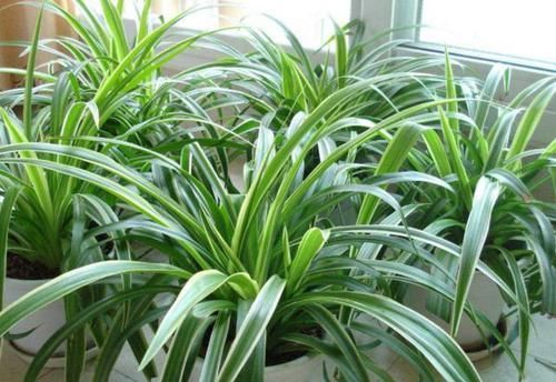 「吊兰的根」吊兰根系'撑爆'盆?跟着小编学,养根、分株,花盆都装不下