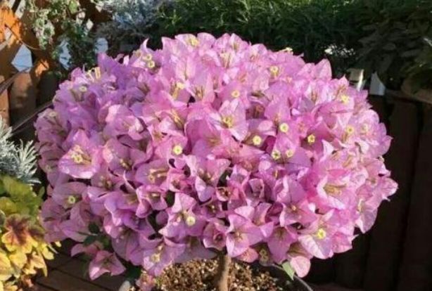  [随便]“3种花 ”好养又漂亮，随便一养成花海，一开就是300天！