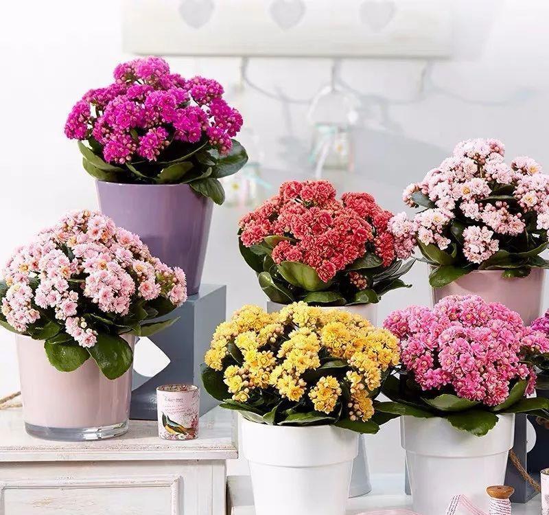  「喜欢疏松肥沃」十种公认的“开花机器”，花美色艳，你家养过几种呢