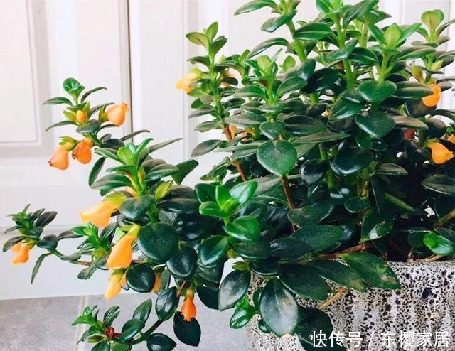 『有钱人』家里这种花是“镇宅旺财”,有钱人都这么养,看看你家有没有