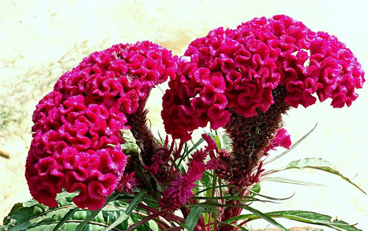  栽种|栽种这6种花，一年成花海，带后院