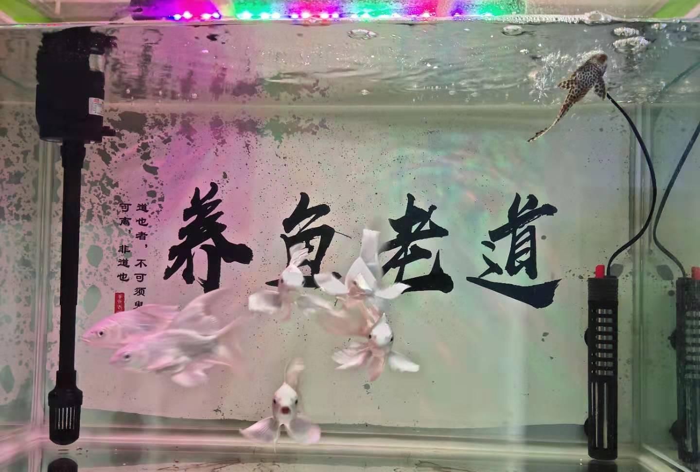  『物理过滤』为什么我们的养水过程总是失败或者无限延长，就是因为以下原因