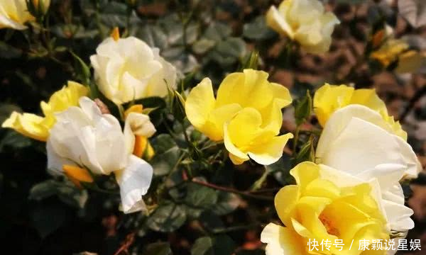  艳羡@当博士遇上玫瑰，碰撞出令人艳羡的玫瑰秘园