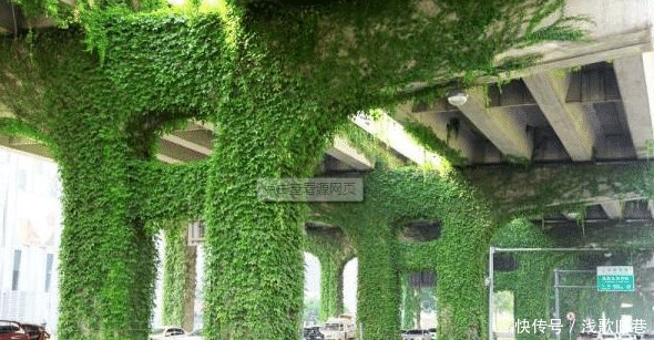  「高架桥」中国的高架桥下为什么要种爬山虎有何用处看完解开多