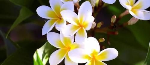  「家里」花朵迷人芬芳的鸡蛋花，还能用枝条培育成家里的盆栽