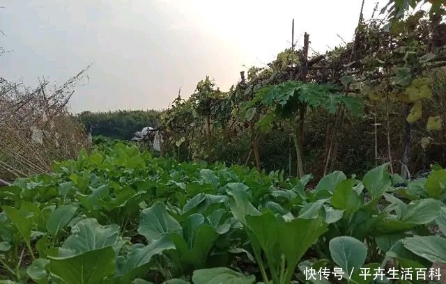  【菜芯】广东揭阳农村，这些菜芯长这么好，是什么原因你知道吗