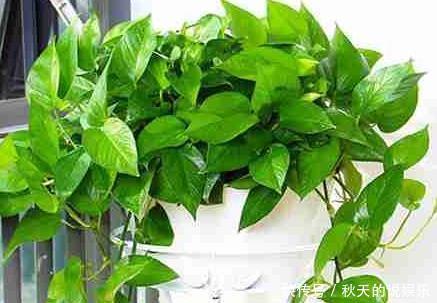 从此|这3种花养在客厅里,空气清新无异味,健康从此多一份保障