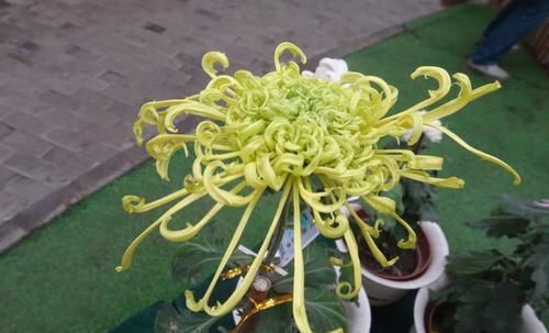 洒脱■喜欢菊花，首选“菊中珍品”金龙爪，飘逸洒脱，妩媚动人！