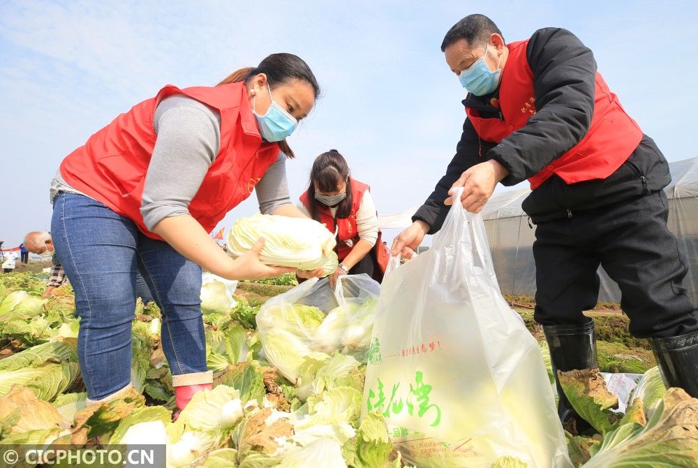  「衡阳」湖南衡阳：蔬菜赠鄂助战疫