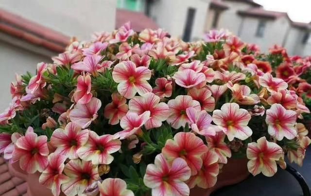  nbbe_2286新手学扦插,就选这几种花,捡根枝沾土就活,四季开花,次次爆盆