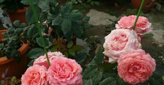  花型■喜欢养花不如选“珊瑚果冻”，花型优美，香味浓郁，四季开花不断