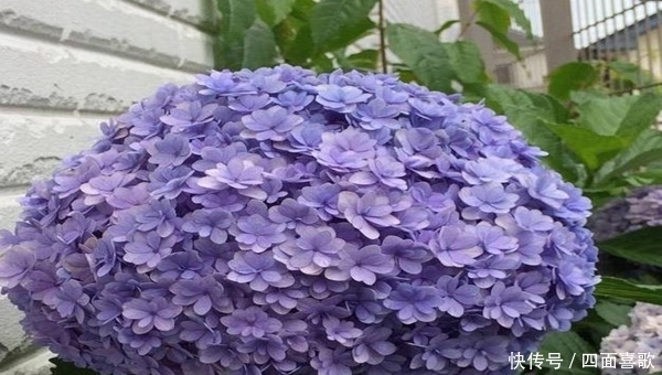 「叶子」这2种花春天容易爆盆,开花美是颜值担当,最后却是没想到!