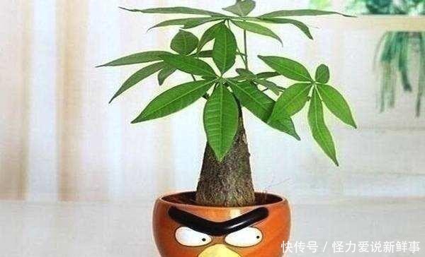 \"l1\": \"黄的粉的红的白的,小区的月季花开啦\"}"家里适合什么植物好,有什么寓意?