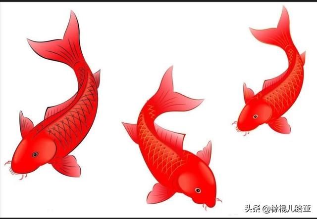 『全攻略』野钓鲤鱼全攻略，熟知这几点技巧，让作钓鲤鱼不再困难