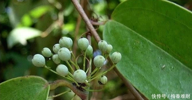  「小伙」农村小伙上山挖土茯苓，一天挖20斤日收入600元，其价值