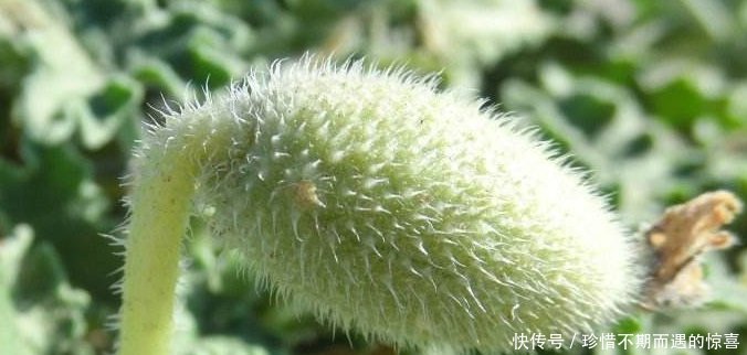 这种瓜种了不能吃，果子成熟后十分危险，却被大量种植当摇钱树