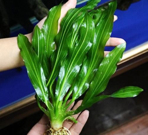  【鱼缸】鱼缸里养啥水草？这种“皇冠草”，人称“水草之王”，我就养了