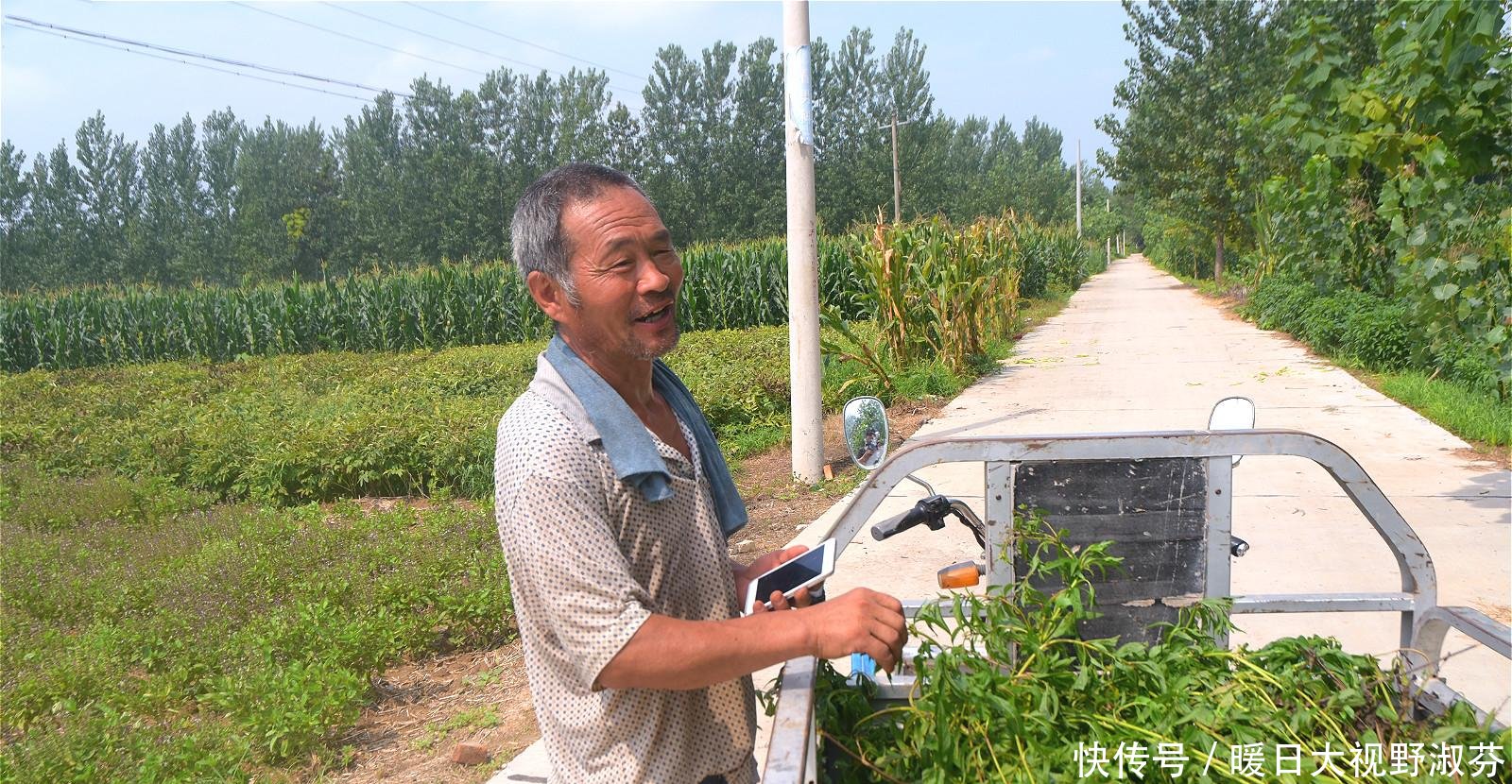  「香味」农村有种散发香味的植物，是常用中药材，野生的更值钱
