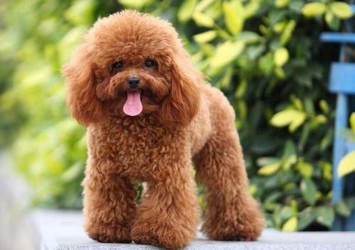  #拉布拉多#世界10大聪明犬种，都是智商特别高的狗狗，你养了哪一种？