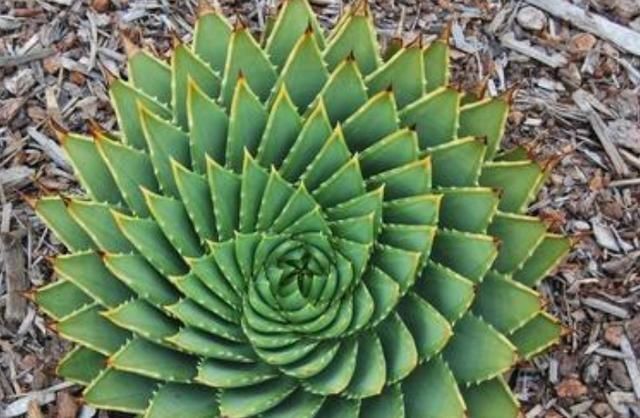 「时间」这种多肉植物,养得越久越贵,形状像“螺旋”,温差大容易上色