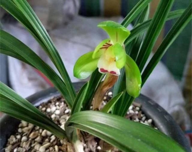  『烂根』兰花很难养？做好这个小细节，养护变得超级简单，你学会了吗？