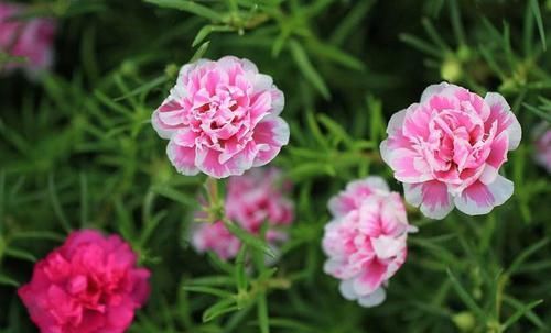 #喜欢#喜欢养护花卉,在春季就可以养护容易开花爆盆的花卉,美艳招人爱