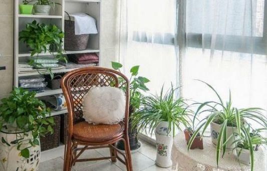 【虎皮兰】这“5种”植物,养10盆都不嫌多,不仅旺大运,还能“吸甲醛”!