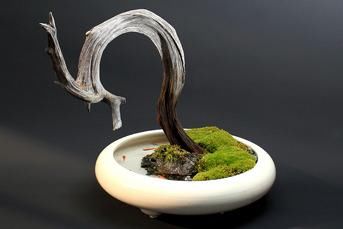 这样的盆景真是人见人爱