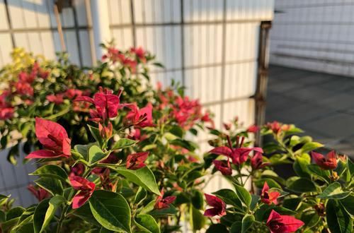  「三角梅」爱三角梅的花友们，哪些品种勤开花，哪些品种开花懒