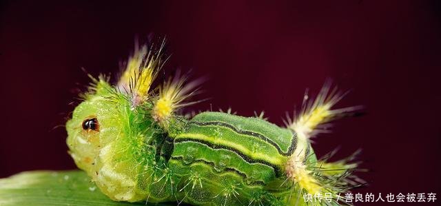 农村这种让你痛不欲生的虫子已经出动, 村里遇到它一定要远离!