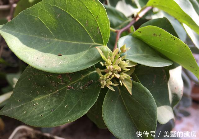 『花芽』三角梅芽点和花苞怎么区分?看这“2点”就知道了,秋季开花超多