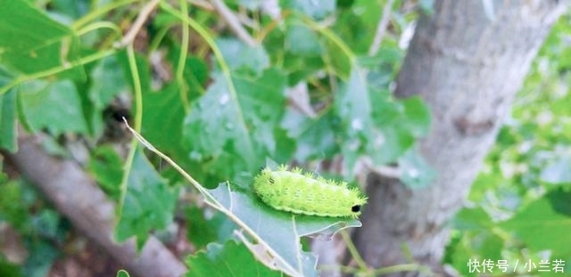  蜇伤：被“洋辣子”蜇了怎么办？老农：别着急，解药就在它身上
