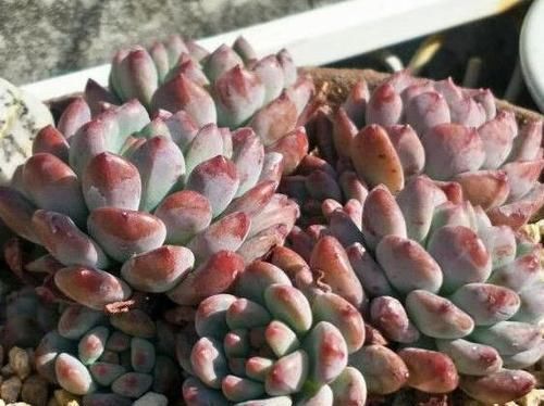 花盆■种植多肉植物,换盆全靠’砸’盆,谁能想到养花的不是土豪