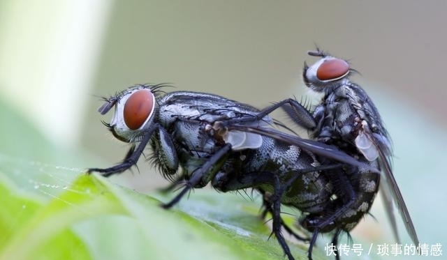  「养殖场」养殖场苍蝇飞满天？生物专家：学会1招，整天不见一只