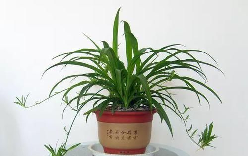 侧枝@这是世上最好养的花,随便捡个侧枝,就能长爆盆!